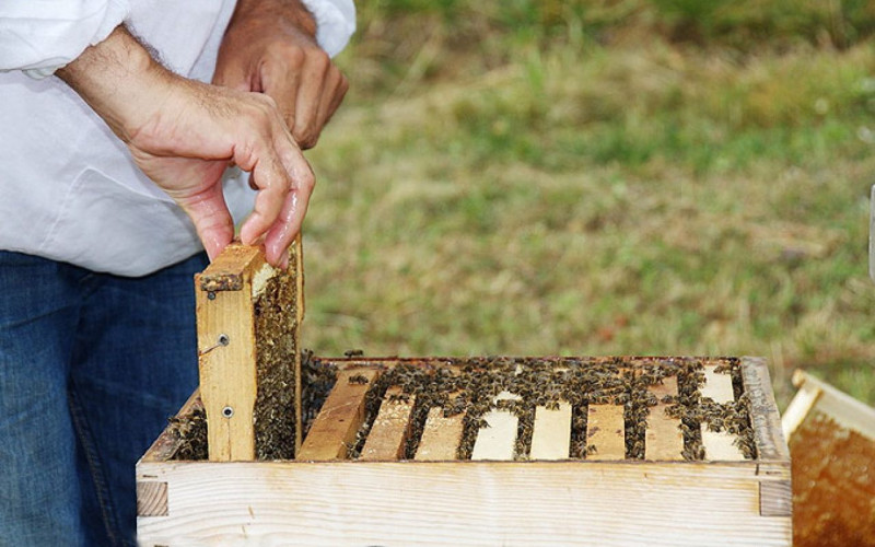 Kiša prepolovila prinos meda u Semberiji