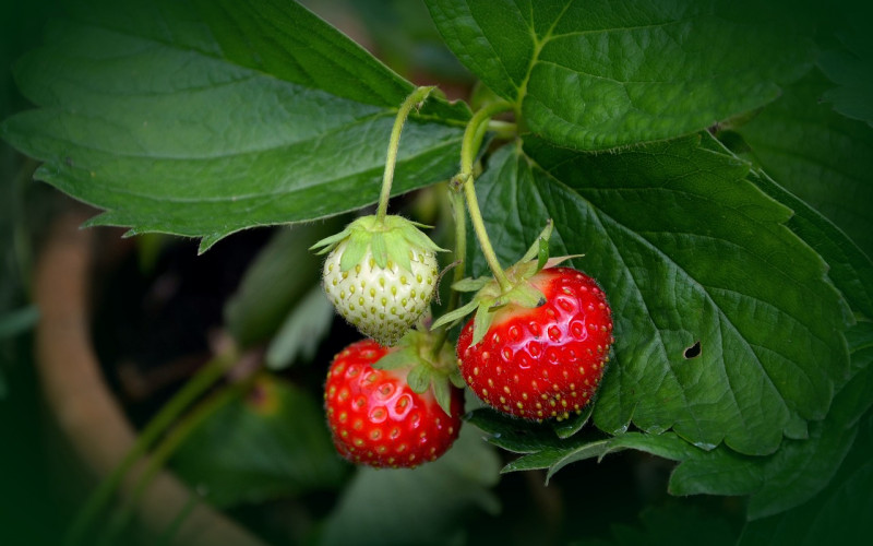 Bijeljina: Kišno vrijeme u maju nanijelo štetu u jagodnjaku oko 25 odsto /VIDEO/