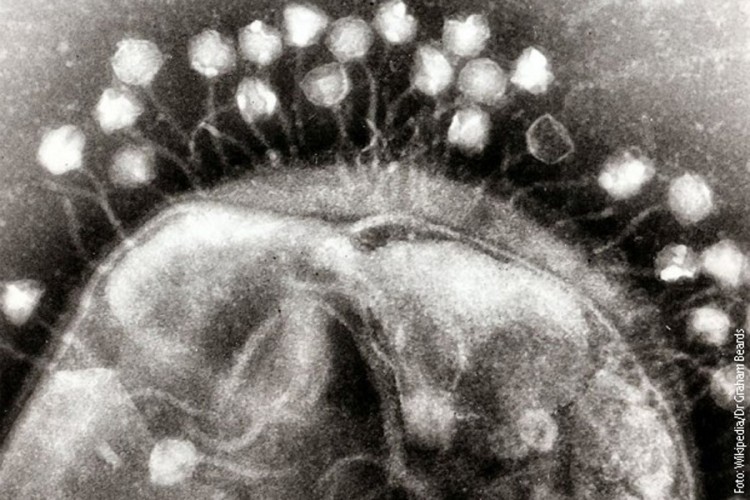 Otkriveni drevni virusi stari 15.000 godina, nisu svi mrtvi