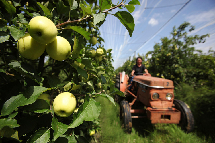 Nepovoljna godina za voćare u Srpskoj, desetkovan rod voća