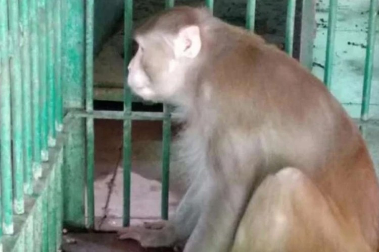 Majmun alkoholičar osuđen na doživotni zatvor zbog ubistva