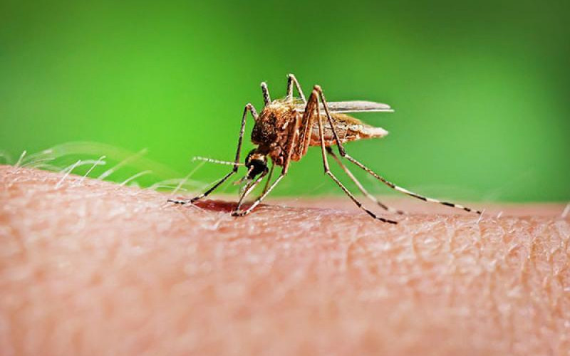 Zašto komarci neke ljude ne ujedaju