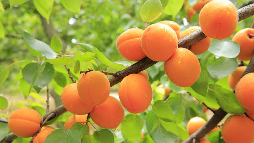 Kajsija - voće koje ima nevjerovatna ljekovita svojstva