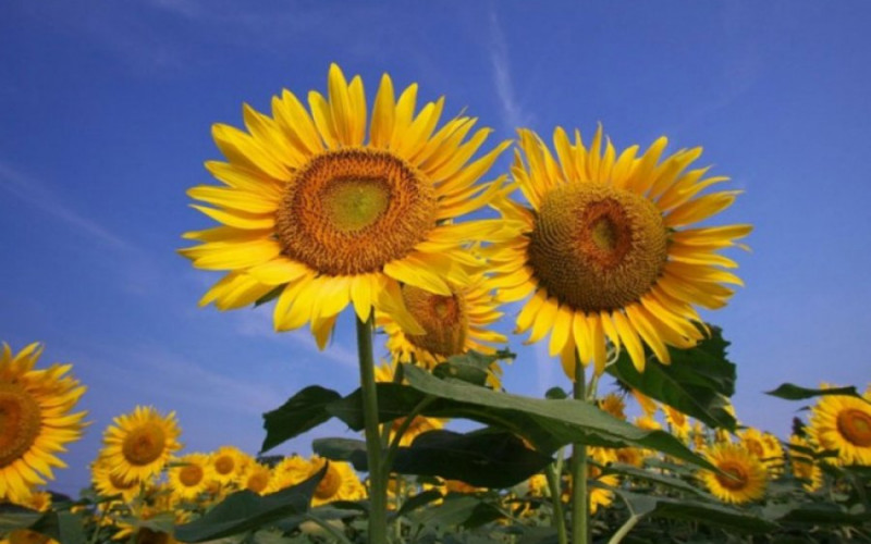 Danas sunčano i ugodno toplo