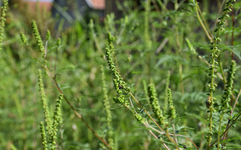 Bijeljina: Izdvojena sredstva za košenje ambrozije
