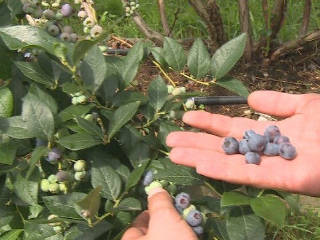 Cijena i plasman na tržištu sve više privlače i proizvođače borovnice