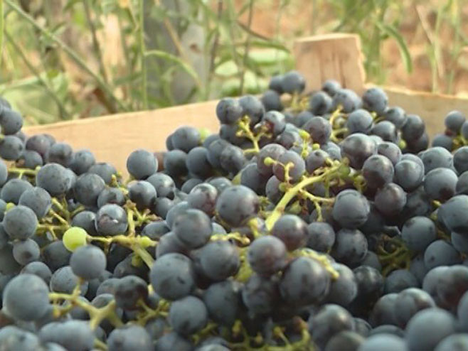 Zabranjen uvoz 12.426 kilograma grožđa iz Albanije