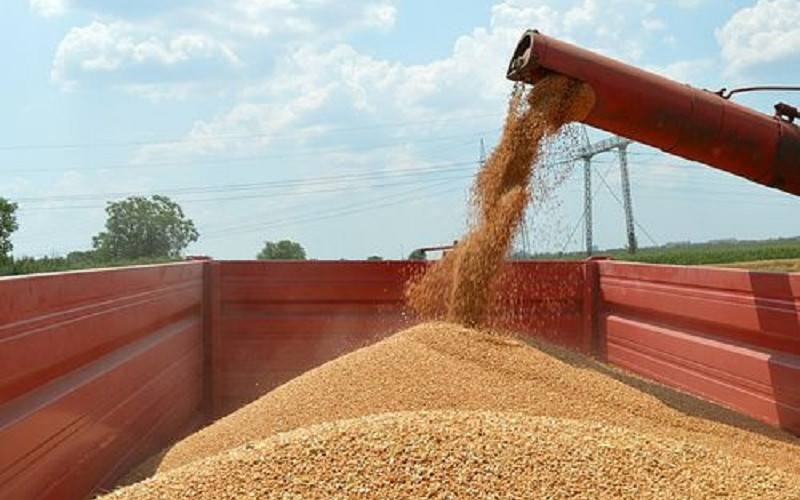 Pšenica sa semberskih polja na lageru čeka bolju cijenu
