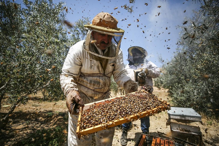 DOMAĆEG MEDA JEDVA ZA LIJEKA Još jedna katastrofalna godina za pčelarstvo