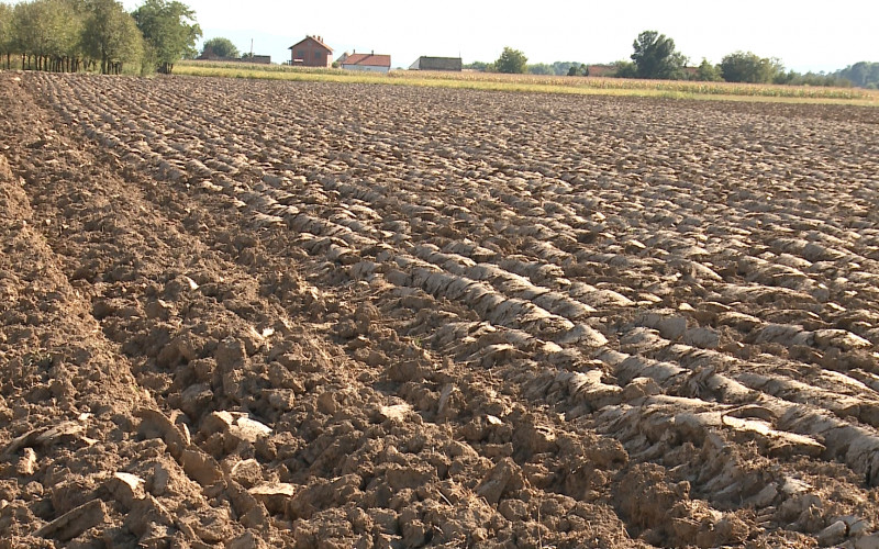 Poljoprivrednici polako odustaju od sjetve: Uljarice potiskuju pšenicu