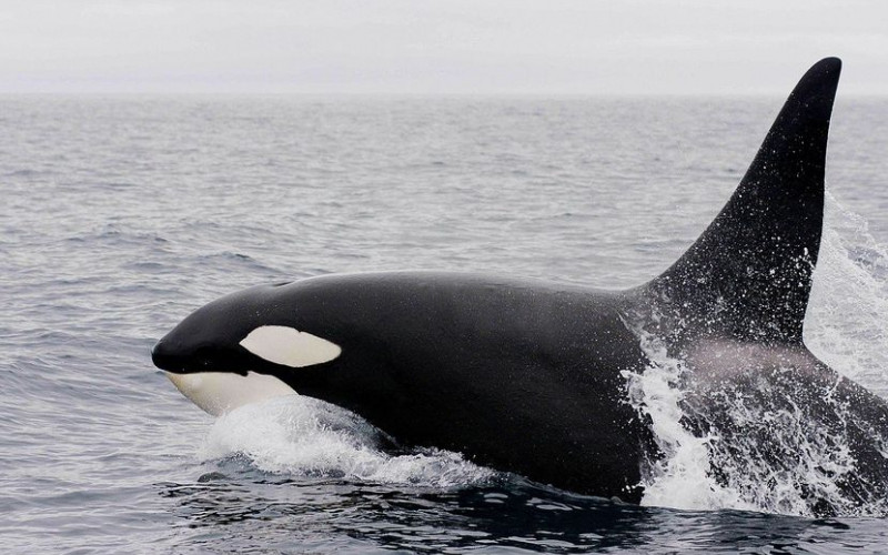 Neobjašnjivo ponašanje kitova ubica: Napadaju brodove, vuku ih, okreću. Mornari bespomoćni