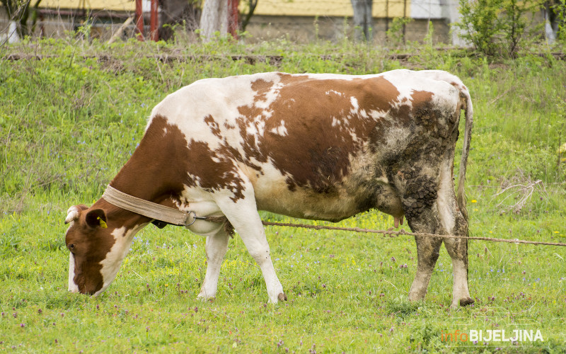 Uvođenjem prelevmana na uvoz mlijeka zaštititi domaće proizvođače