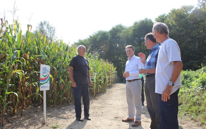 Dobar kvalitet i rod kukuruza u podmajevičkom kraju