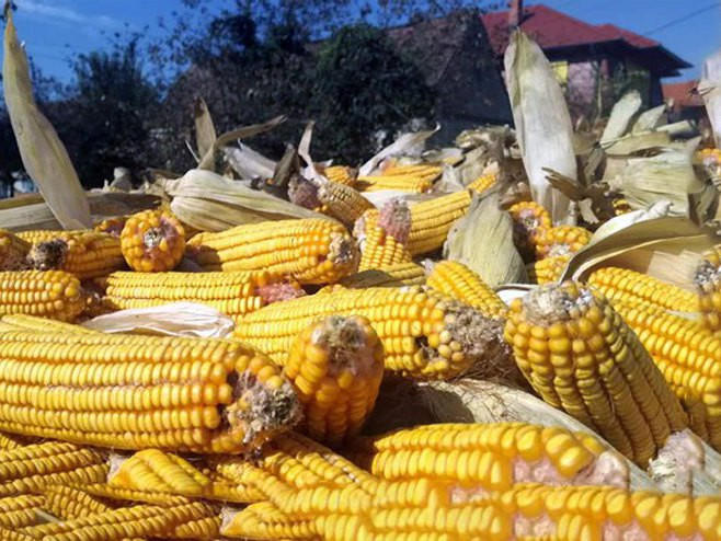 Semberija: Berba ranih hibrida kukuruza