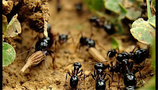 Evolucijska načela: I mravi praktikuju fizičko distanciranje