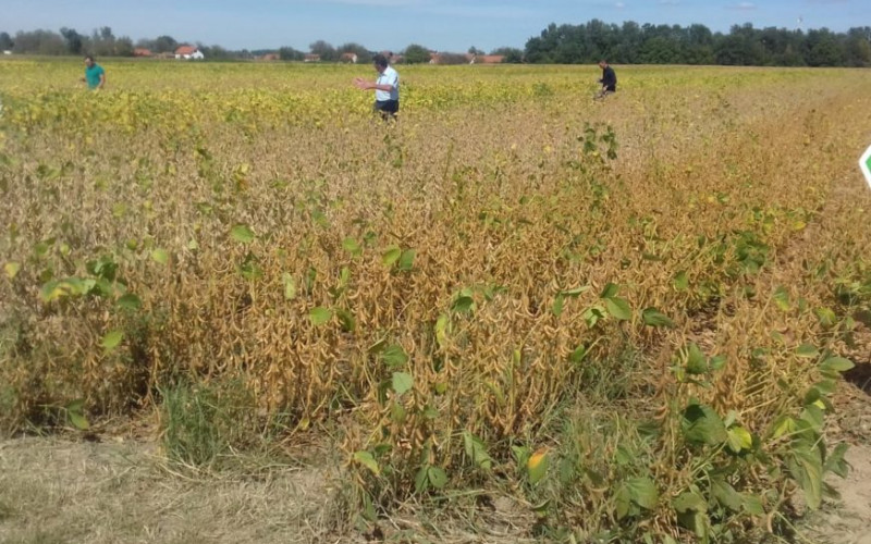 ZADOVOLJNI SEZONOM Kukuruz u Semberiji nije podbacio, ZARADA na soji manja od očekivane