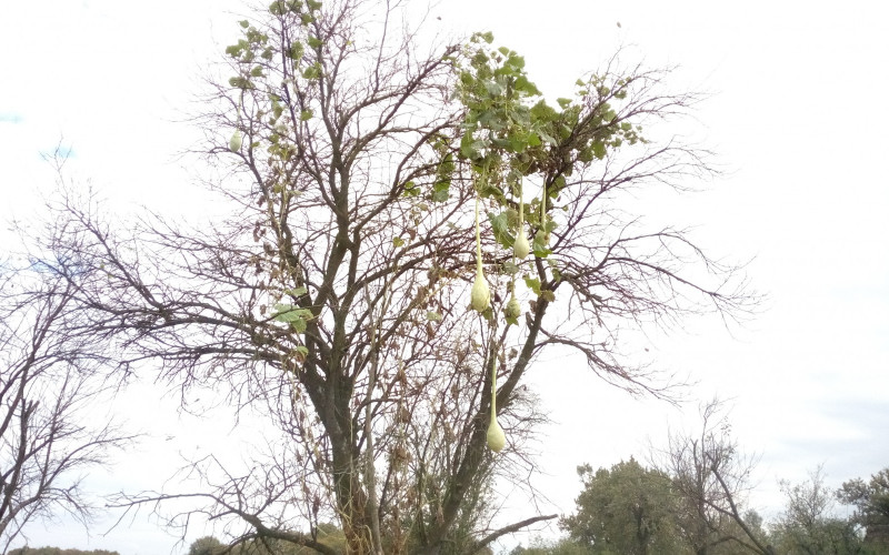 Nesvakidašnja slika iz semberske bašte