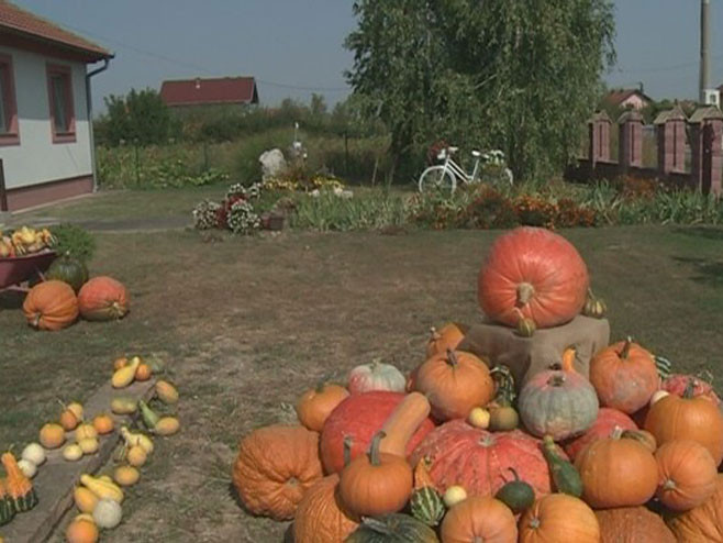 Ljeljenča kod Bijeljine: Rekordni prinosi bundeve