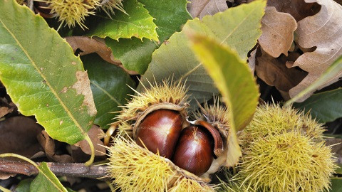 Švajcarci poludjeli za krajiškim kestenom