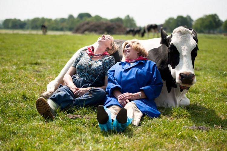 Grljenje krava je novi svjetski trend: Korisna zabava koja oslobađa od stresa