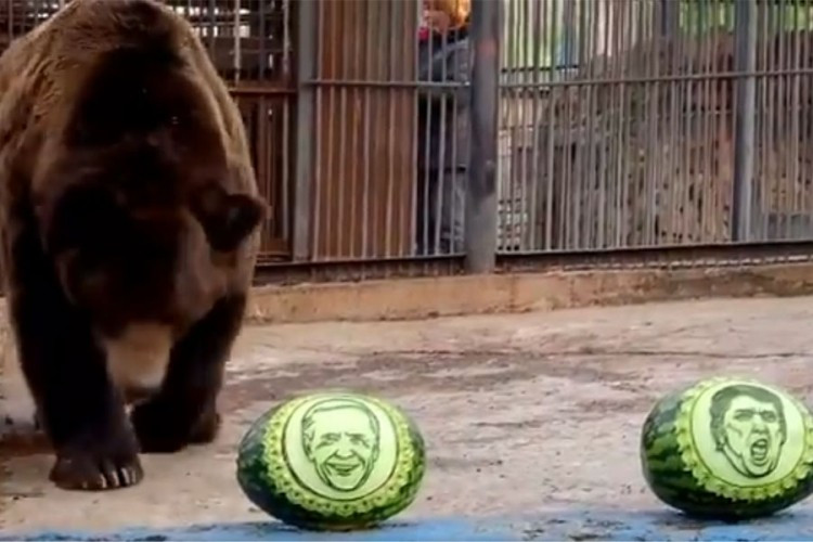 Medvjed prognozirao ko će pobijediti na izborima