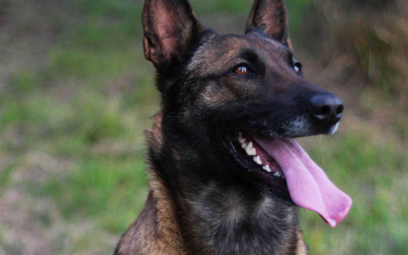 ZVANIČNI PAS SVIH POLICIJA EVROPE NIJE NJEMAČKI OVČAR: Malinoa je manji, prepametan i pogodan za držanje u stanu