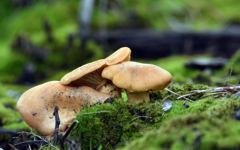 Novo pravilo u RS: Iz šume samo sa kilogramom gljiva, šipka, ljekobilja...