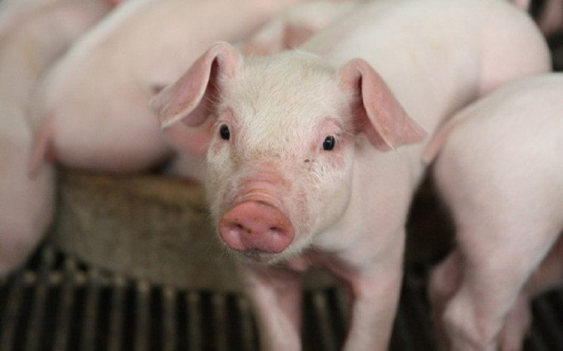 Prasad skuplja u RS nego u Njemačkoj