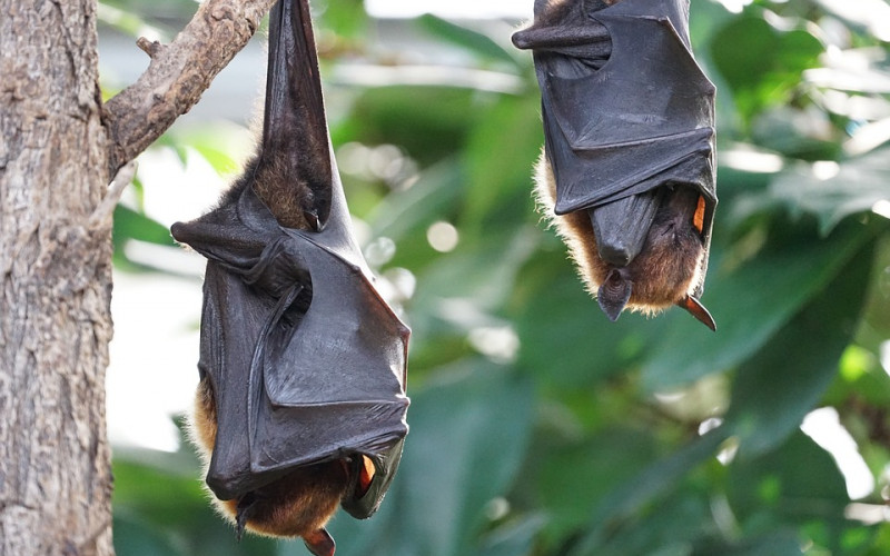 Misija SZO ide u Vuhan da istraži izvor zaraze