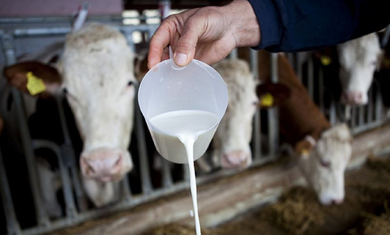 Porodica Gajić iz Crnjelova, uprkos pandemiji, USPJEŠNO PROIZVODI 1.500 litara mlijeka dnevno