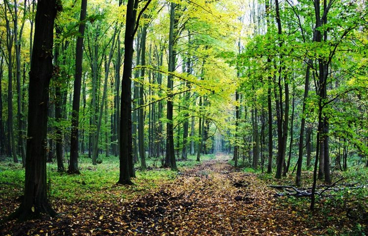 Prijedorčanina ubilo drvo u šumi