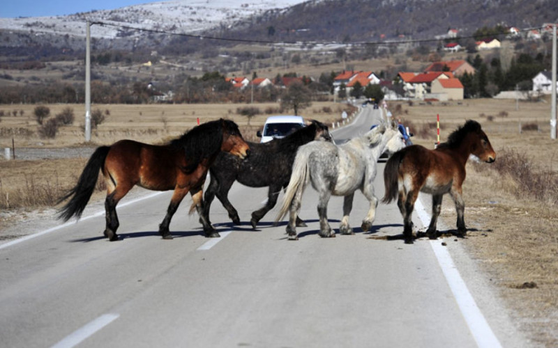 Oprezno zbog divljih konja na putu Livno-Šuica