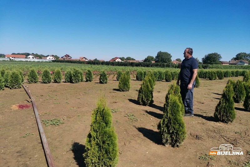 Iz Švedske se vratili u Semberiju: Zarada na 3,5 dunuma ruža kao na 20 dunuma povrća (FOTO)