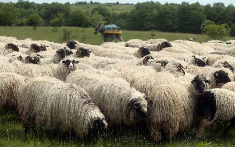 PRIVEDENI LOPOVI U DOBOJU Ukrali ovcu, pa je prodali