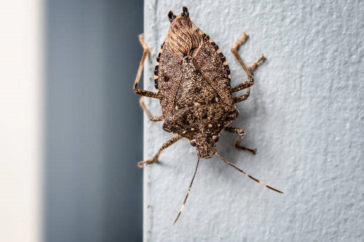 Nova najezda smrdibuba nam ne da mira