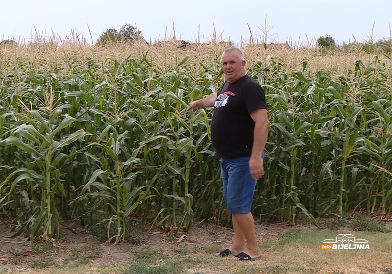 Suša u Semberiji uzima danak: Kukuruz suv, klipovi sitni, a silaža nekvalitetna /FOTO/