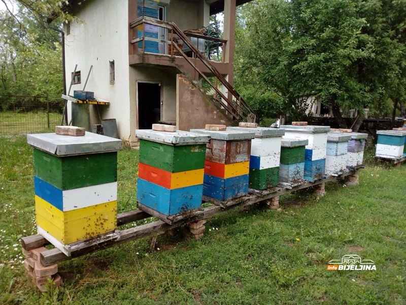 Pčelari u Semberiji planiraju ujedinjenje, izgubili 1.300 društava: “Analize pokazale da je lani postojao neki okidač”