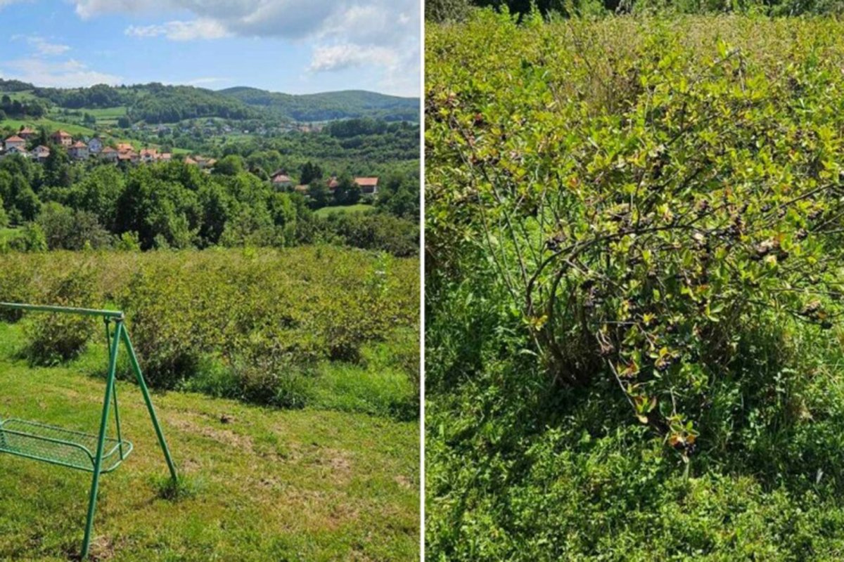 Vlasnik plantaže u BiH daje aroniju besplatno: Neka narod dođe i bere