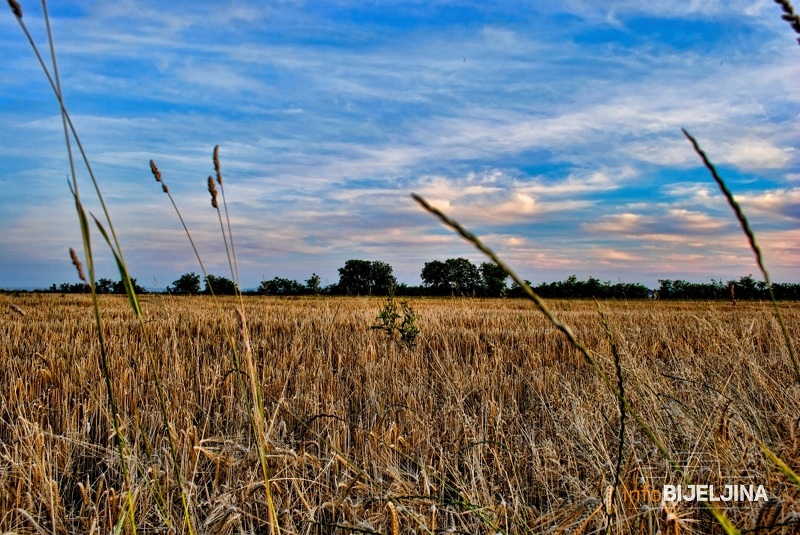 Na području Semberije požnjeveno oko 80 odsto površina zasijanih pšenicom