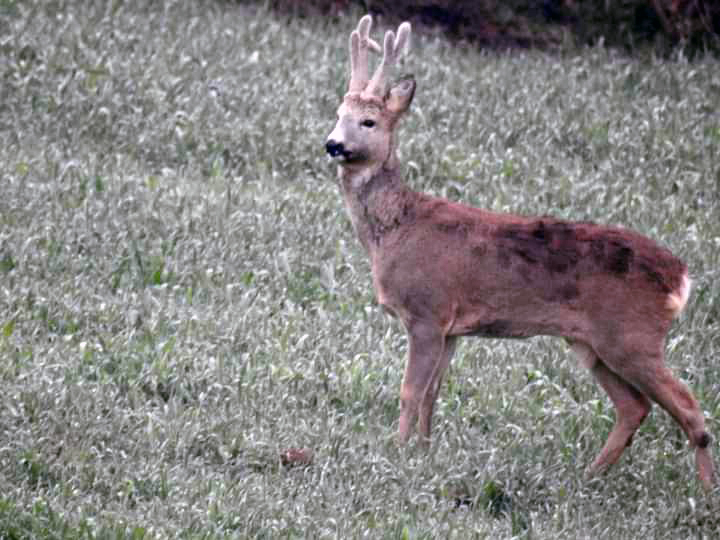 Redovan gost u Čađavici: Srndać Jelenko koji je davno spasen od pasa lutalica ČESTO NAVRAĆA U SEMBERSKO SELO