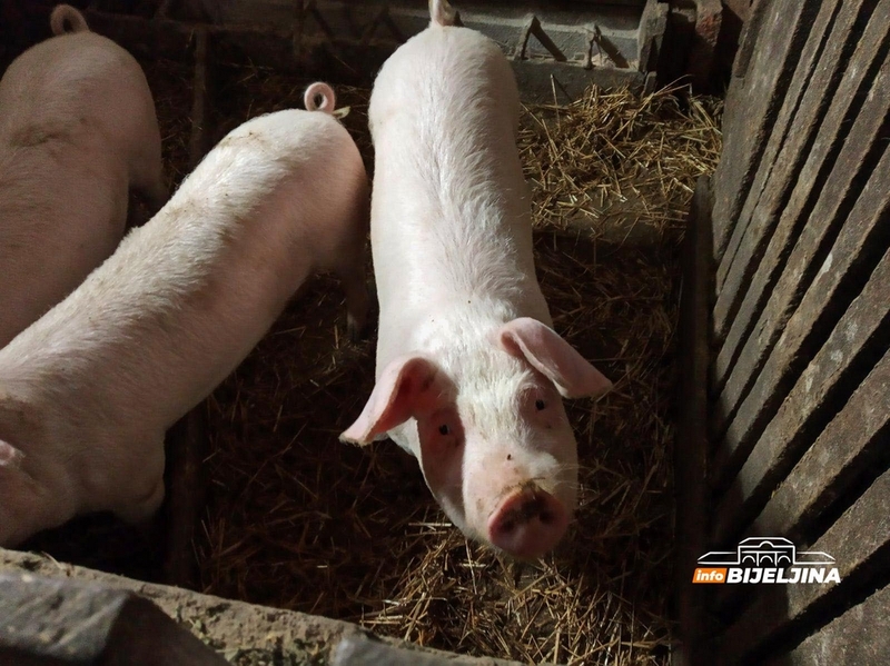 Bijeljina: Predložen cjenovnik za naknadu štete od eutanazije svinja