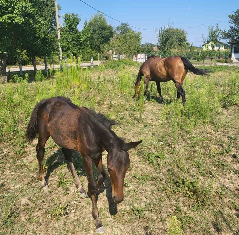 Konjarstvo u Semberiji ima dugu tradiciju: Za ishranu konja mjesečno treba blizu 200 evra /FOTO/