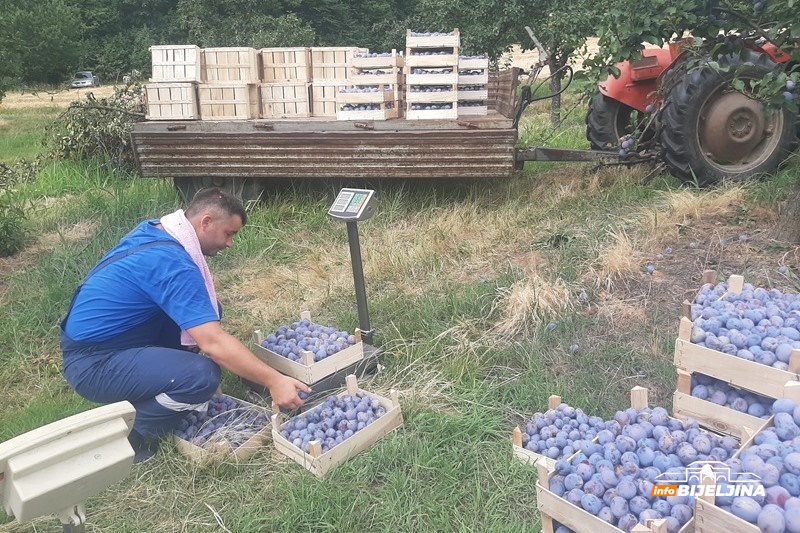 Rod šljive u majevičkim voćnjacima dobar, ali ne i cijena: 