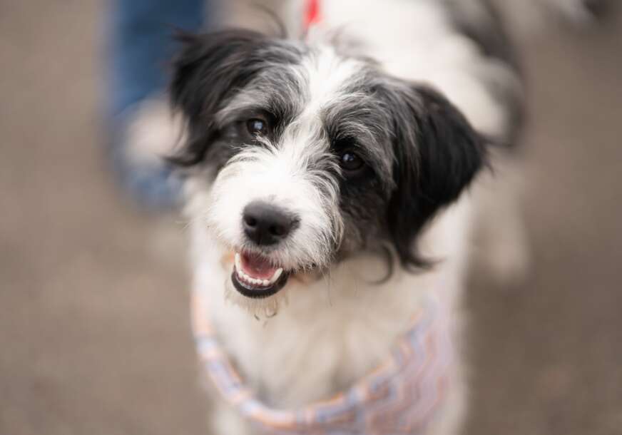 Drama u Šekovićima: Pas UPUCAN U DVORIŠTU porodične kuće