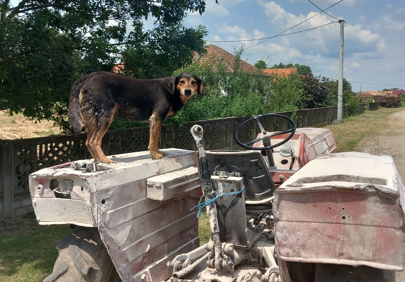 Pas Fifi ne silazi sa traktora, sa vlasnikom uzorao hiljade hektara (FOTO)