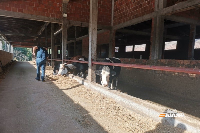 Robotizacija mljekarstva u semberskom selu Vršani: Smanjuju troškove i povećavaju produktivnost /FOTO/