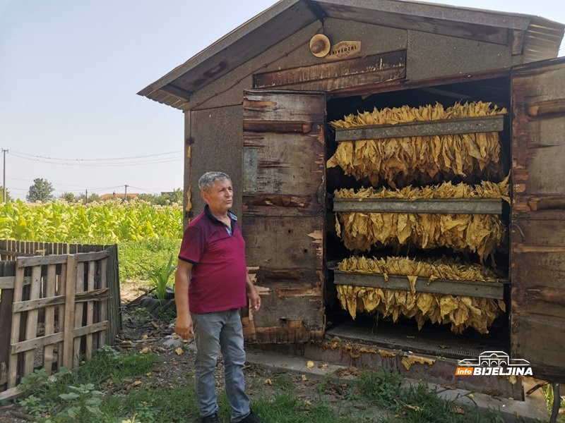 Duvanari Semberije i Posavine zbog suše primorani na raniju berbu: “Sve pogore, prinos će biti manji i do 70 odsto”