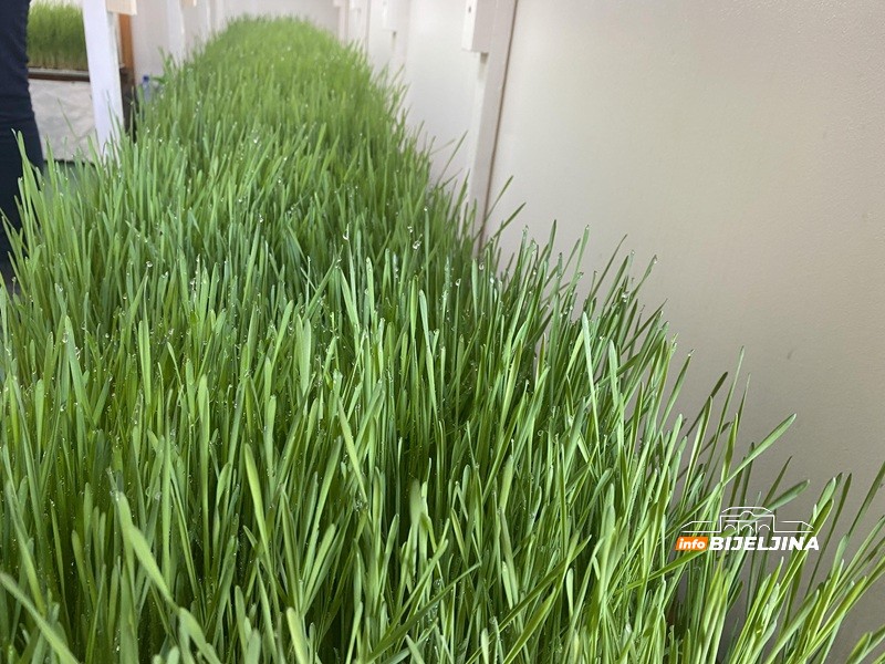 Supružnici Pejić iz Bijeljine prave sok od spelte: “Koriste ga dijabetičari, ljudi sa pritiskom, holestorolom…” (FOTO)