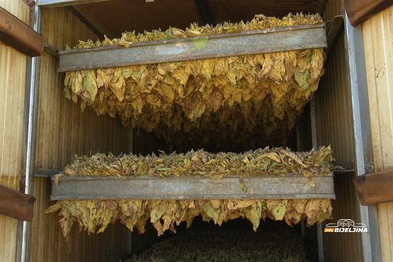 Rekordna sezona za proizvođače duvana u Semberiji i Posavini: Veći i prinosi i otkupna cijena (FOTO)