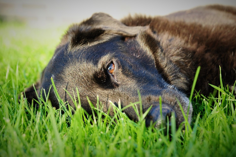 Nova studija otkrila da su sigurnija naselja gdje ima više pasa